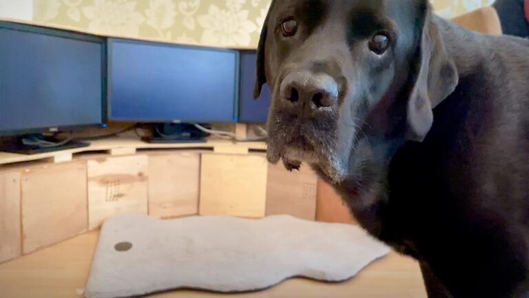 Ilyena Hirskyj-Douglas: What happens when your dog uses the internet