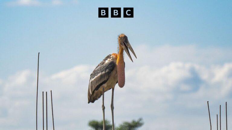 BBC World Service – Global News Podcast, The Happy Pod: How baby showers saved a rare bird BBC World Service - Global News Podcast, The Happy Pod: How baby showers saved a rare bird