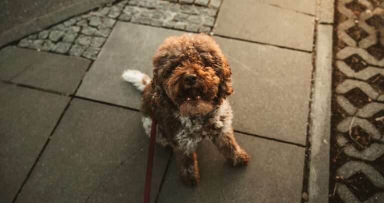 Dog trainer reveals why your dog might be ignoring you – And it’s not personal!