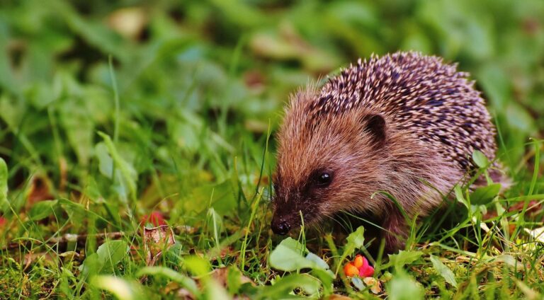 Gardeners to the rescue – Help a hedgehog in a heatwave with expert tips