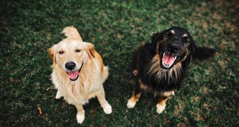 Money expert’s hidden hack saves pet owners £££ on their next holiday