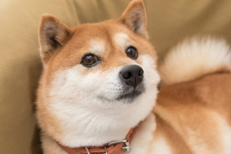 Why Dogecoin (DOGE) Sank Today