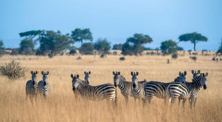 Best Tanzania safari packages for first-timers: Perfect first-timer guide
