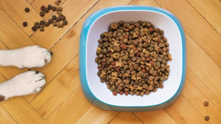 Best automatic dog feeders in 2025 (UK)