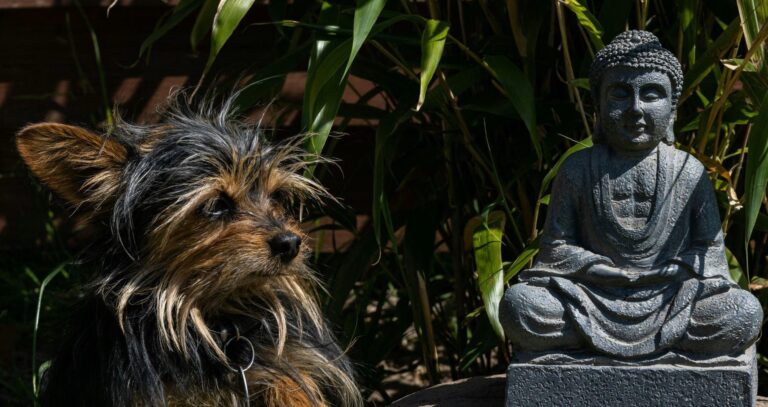 Mindfulness with pets: Simple lifestyle habits every busy mom can try Mindfulness with pets: Simple lifestyle habits every busy mom can try