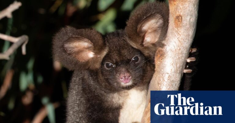 Fiery Senate exchange reveals investigation into coal firm allegedly clearing endangered greater glider habitat | Australian politics