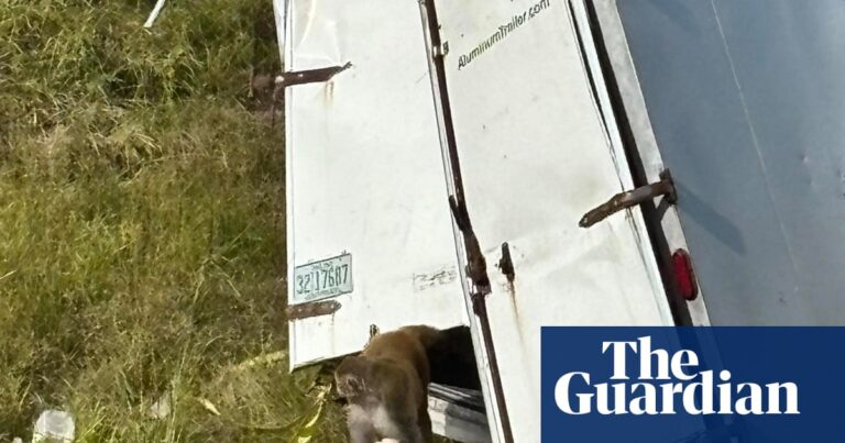 Lab monkeys that escaped captivity in Mississippi are not carrying diseases, university says | Mississippi Lab monkeys that escaped captivity in Mississippi are not carrying diseases, university says | Mississippi