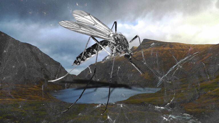 Mosquitoes have just been found in Iceland for the first time. It’s more alarming than it sounds