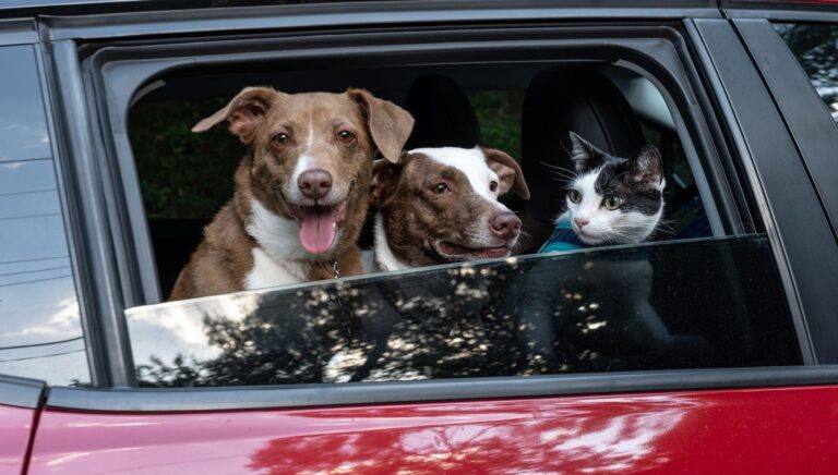 Retirement Road Trips with Pets: Tips for Traveling with Your Dog or Cat Two large mixed breed dogs and a cat looking at the window of a red car