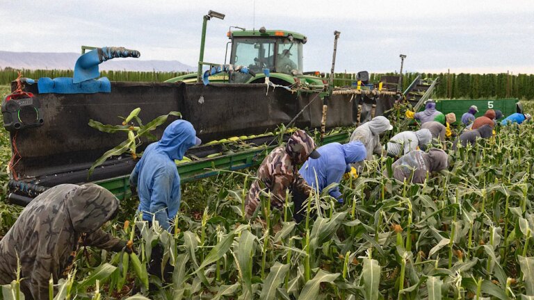 Trump’s labor department says Trump’s mass deportations pose ‘immediate dangers’ to our food supply Trump’s labor department says Trump’s mass deportations pose ‘immediate dangers’ to our food supply
