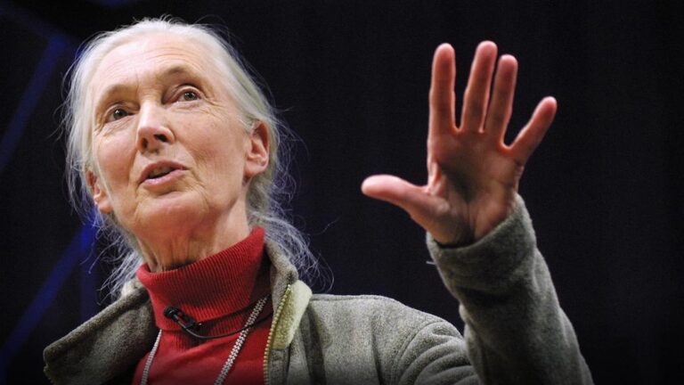 What separates us from chimpanzees? | Jane Goodall What separates us from chimpanzees? | Jane Goodall