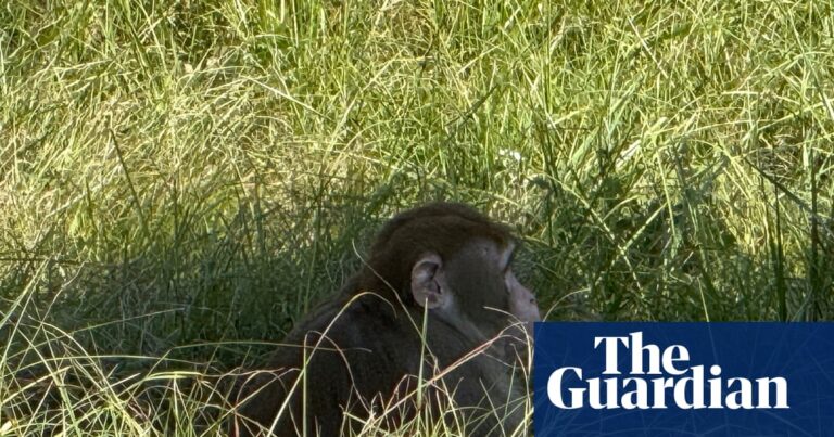 Mississippi woman fatally shoots monkey escaped from overturned truck | Mississippi Mississippi woman fatally shoots monkey escaped from overturned truck | Mississippi